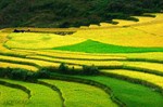Cùng trải nghiệm mùa lúa chín 