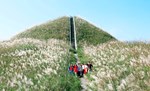 Trải nghiệm mùa bông lau ở Bình Liêu - Quảng Ninh